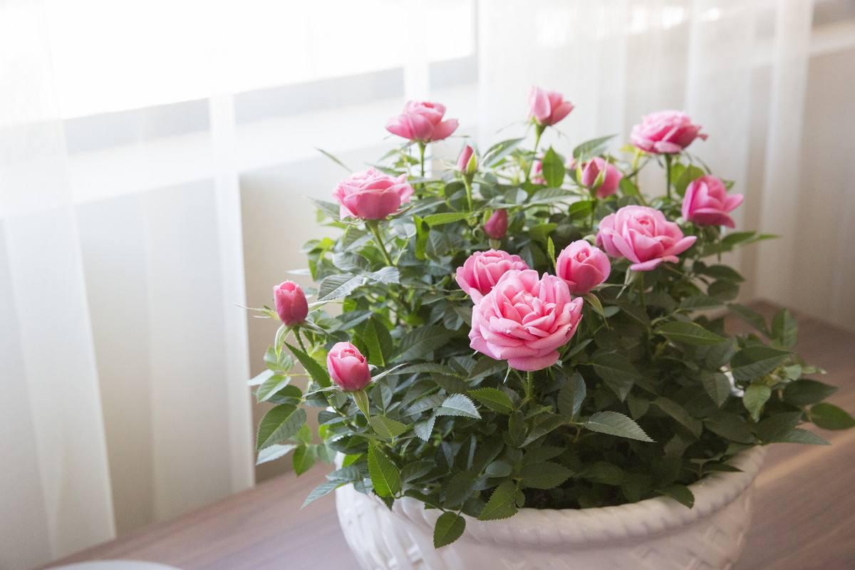 今年有哪些年宵花,春节6种年宵花推荐颜值高寓意好