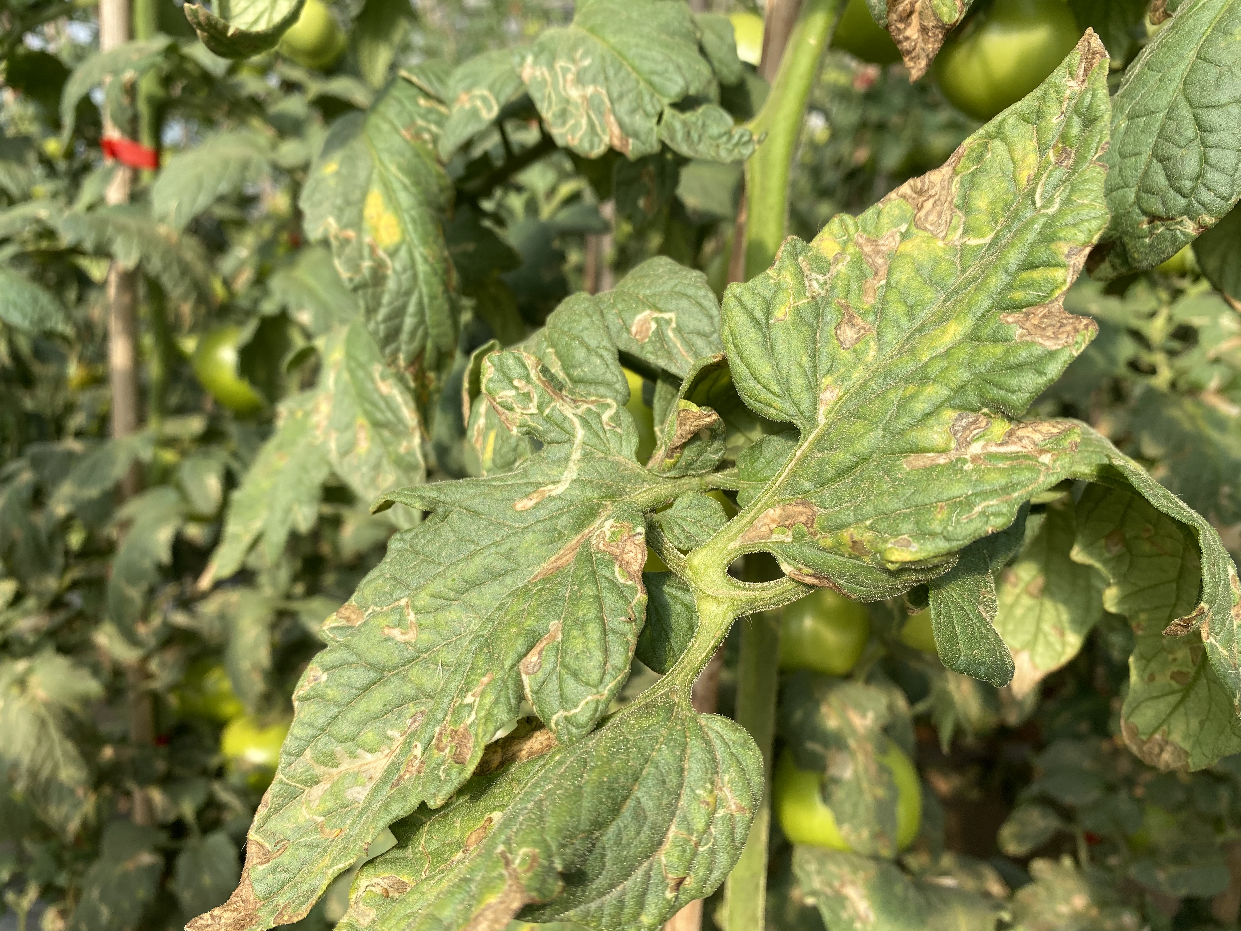 番茄潜叶蛾危害症状图,番茄潜斑蝇怎么治