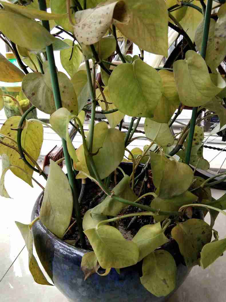 绿萝养护注意这五点叶子又绿又大,绿萝养护方法及注意事项