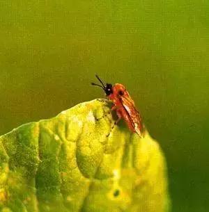 防治蔬菜地下害虫的无公害农药,蔬菜害虫种类及防治ppt