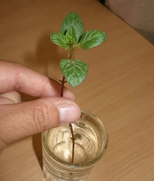 薄荷的扦插养殖方法图片,薄荷怎么扦插养得活