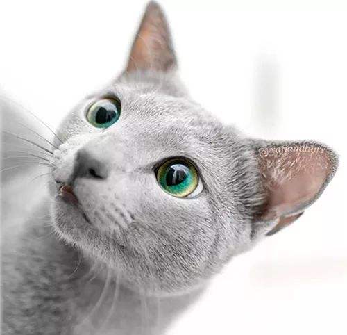 英短蓝猫和俄罗斯蓝猫的区别,英短蓝猫纯种俄罗斯蓝猫