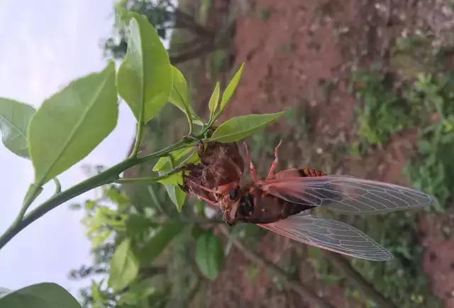 知了和蚱蝉是一种动物吗,知了和蚱蝉有什么区别