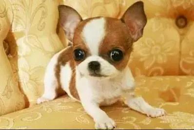 身价最高的狗,身价20亿的狗