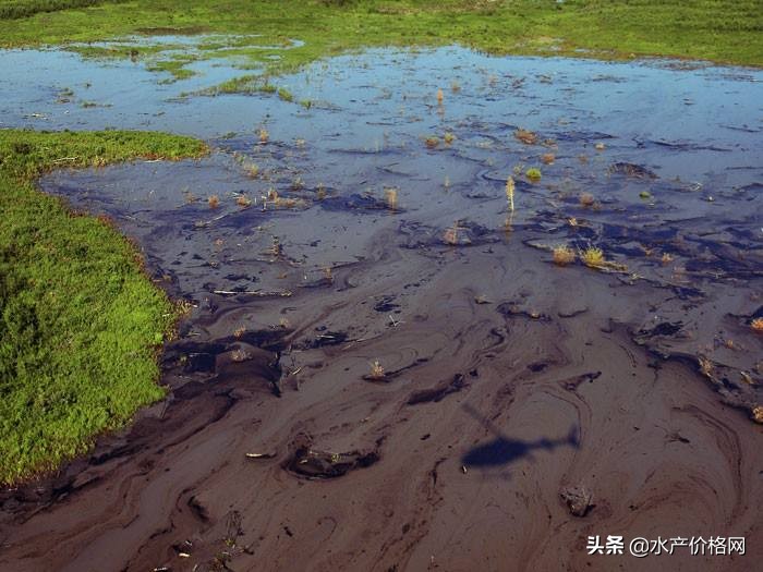 对虾可以和龙虾一起养,虾农养殖户普遍存在的养殖问题