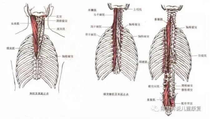 12岁儿童运动头部训练视频,儿童运动与生长发育