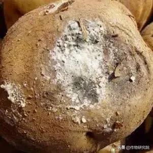 马铃薯黑胫病病害及防治方法,马铃薯常见病害有哪些