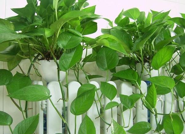 五种植物最能净化空气除甲醛,甲醛克星第一名植物好养