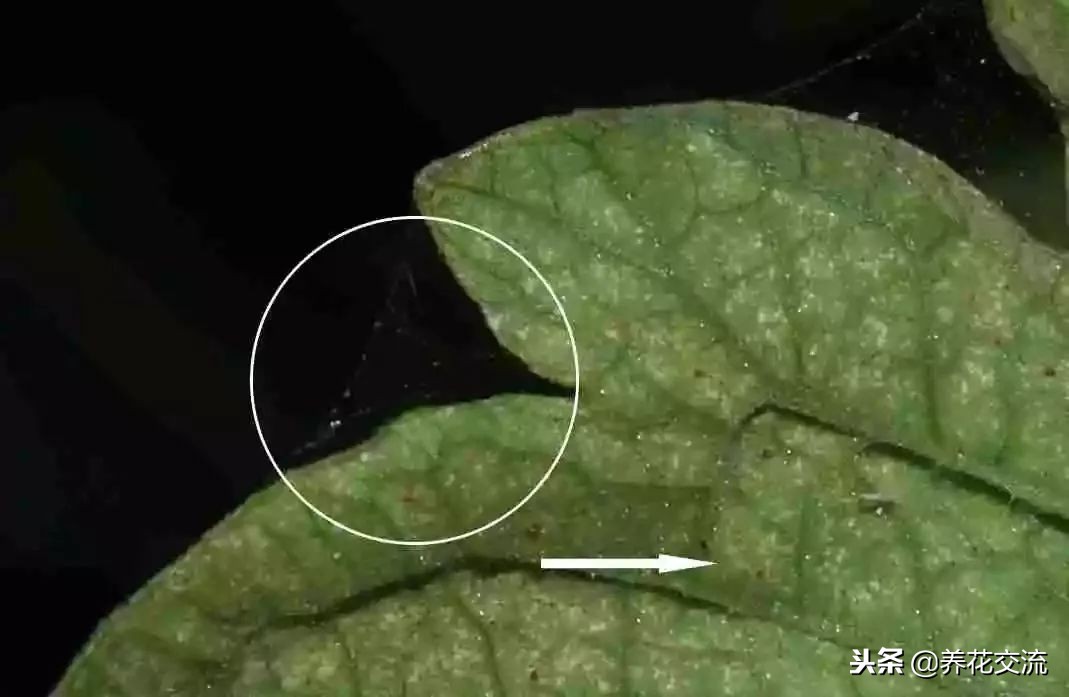 怎样防花红蜘蛛,怎样避免红蜘蛛