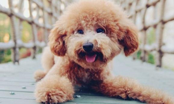 养泰迪犬的人应该知道这几件事情,养泰迪犬一个月正常开销