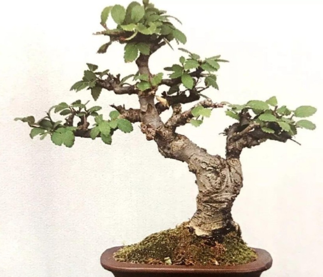 榆树盆景悬崖式造型大全,榆树盆景长叶