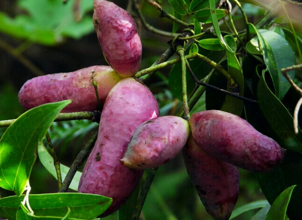 八月炸又名什么,八月炸和什么水果味道一样