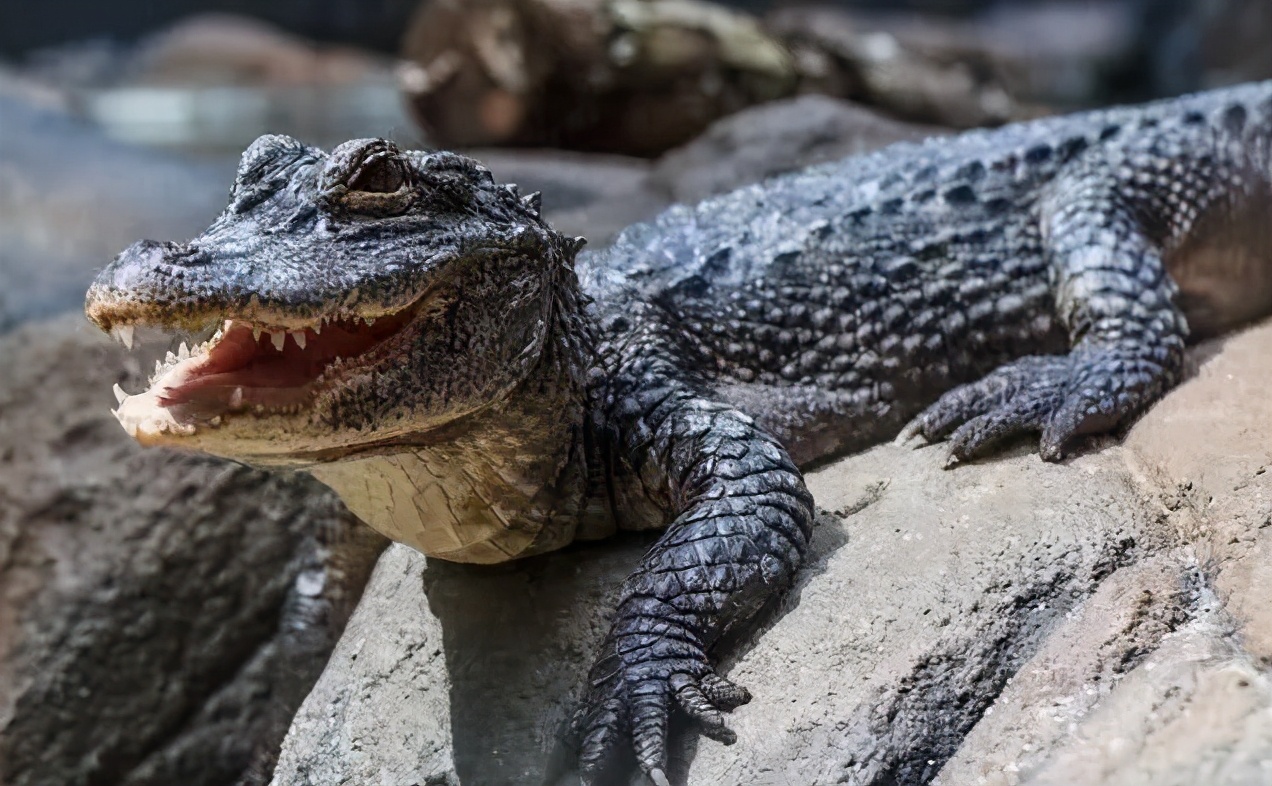 你知道乌龟为什么能活这么久吗,乌龟不用吃东西它也能活下来吗