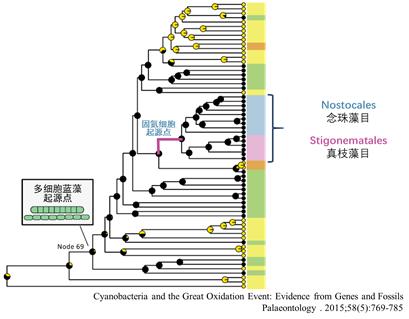 蓝藻是怎么进化来的,蓝藻到底有多可怕