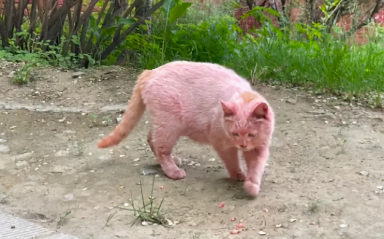 全球罕见足球猫冲上热搜，网友：指定染色！结果......哈哈哈哈