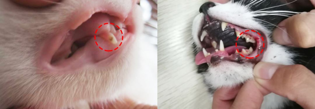 猫咪长蛀牙怎么办,猫咪蛀牙治疗费用