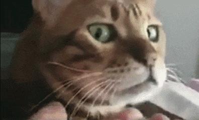 喷墨机为何突然对猫下此毒手?