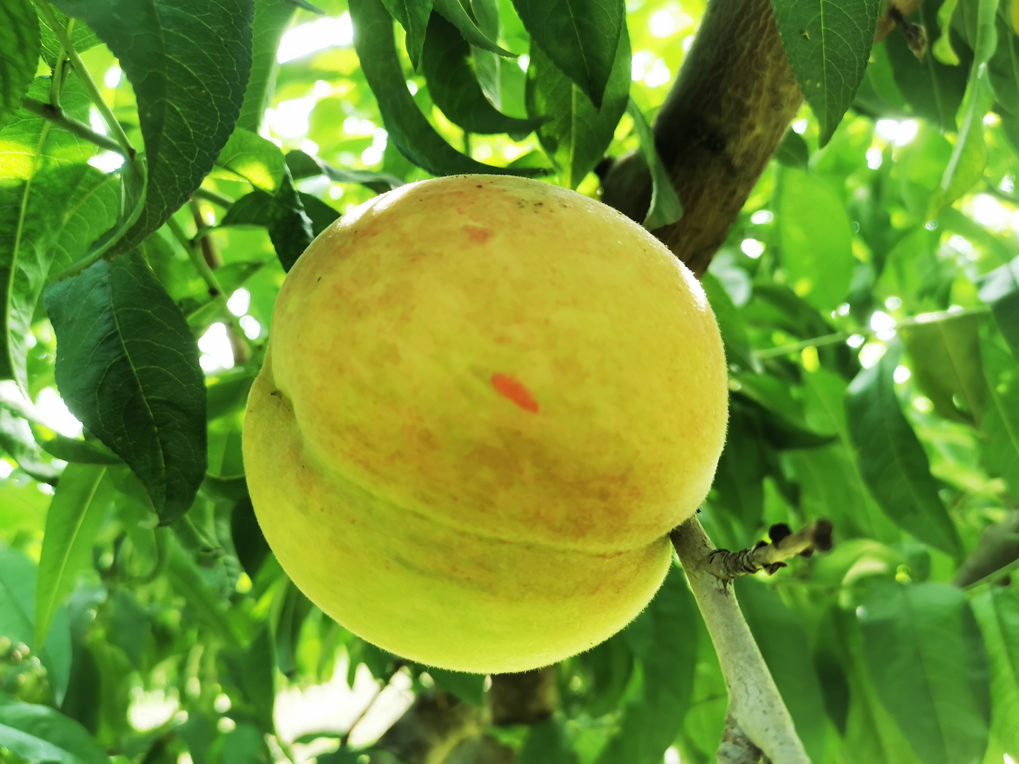 北京最大的温泉,北京最大的温泉是哪里