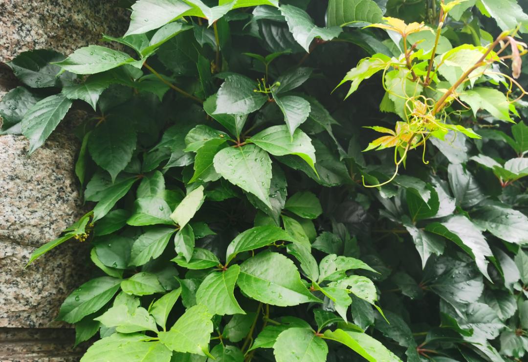 高架桥上为什么只种爬山虎,为啥高架桥要种满爬山虎