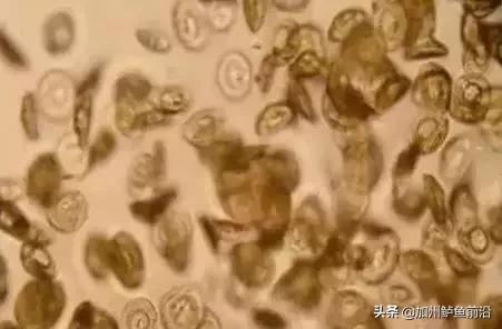 黄颡鱼病怎么治疗,黄颡鱼病害防治水产养殖