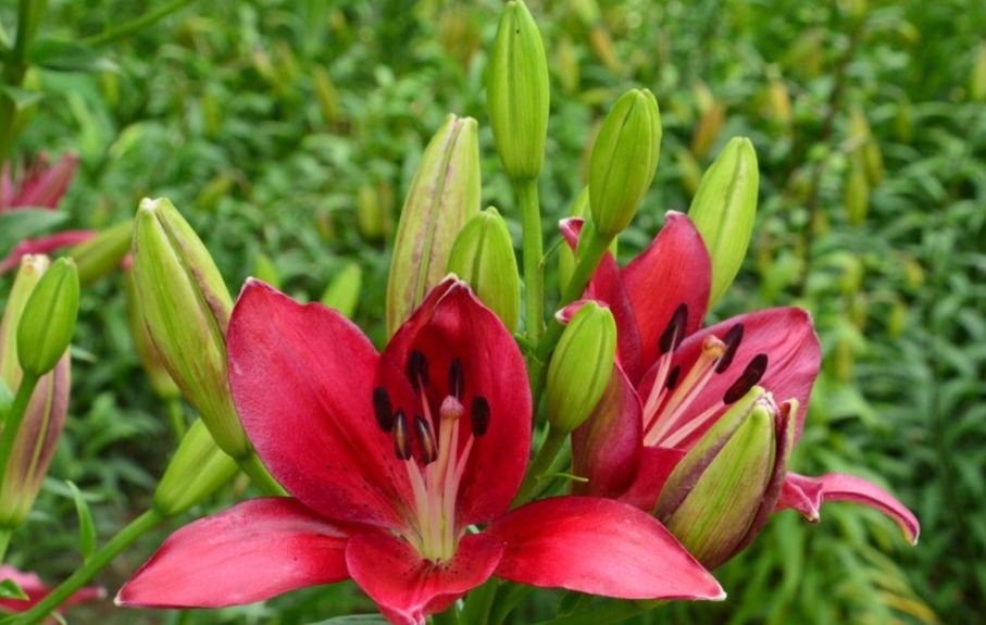 盆栽百合花怎样一年开两次,百合第一次开花可以持续多长时间