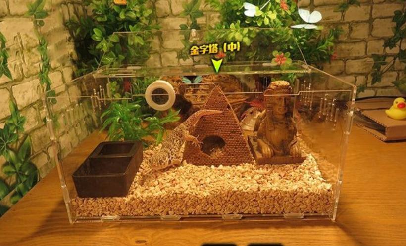 饲养可爱又呆萌傻傻的豹纹守宫,如何饲养好一只豹纹守宫