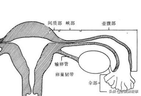 「张院讲故事」一直“通畅”的输卵管，为啥突然就功能异常了？