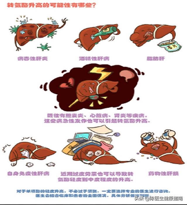 转氨酶高是肝炎吗中度脂肪肝,转氨酶高是肝炎肝功能不全吗