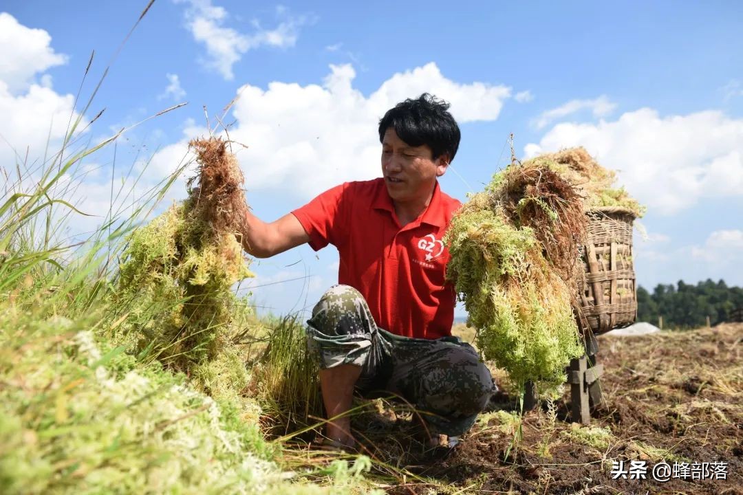 本是农村常见中药材，如今成了运输中的“急救包”，价格大涨