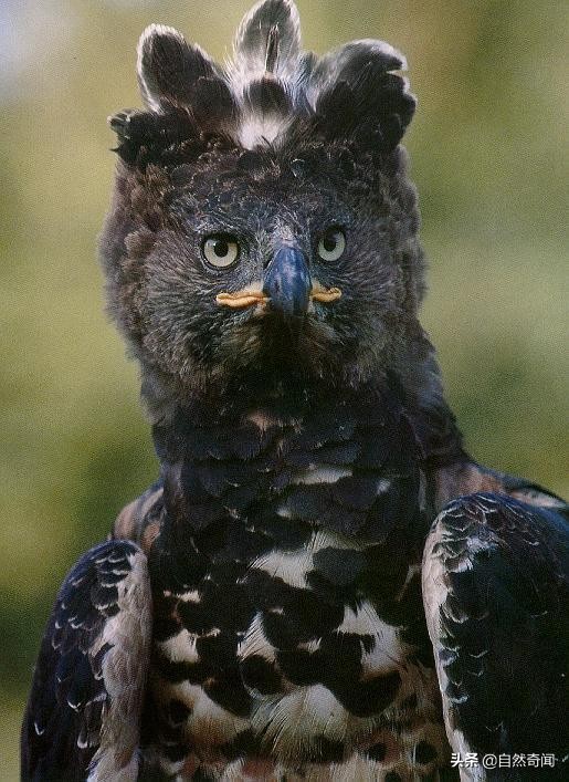 金雕猛禽排名,猛禽战斗力排行榜第一名