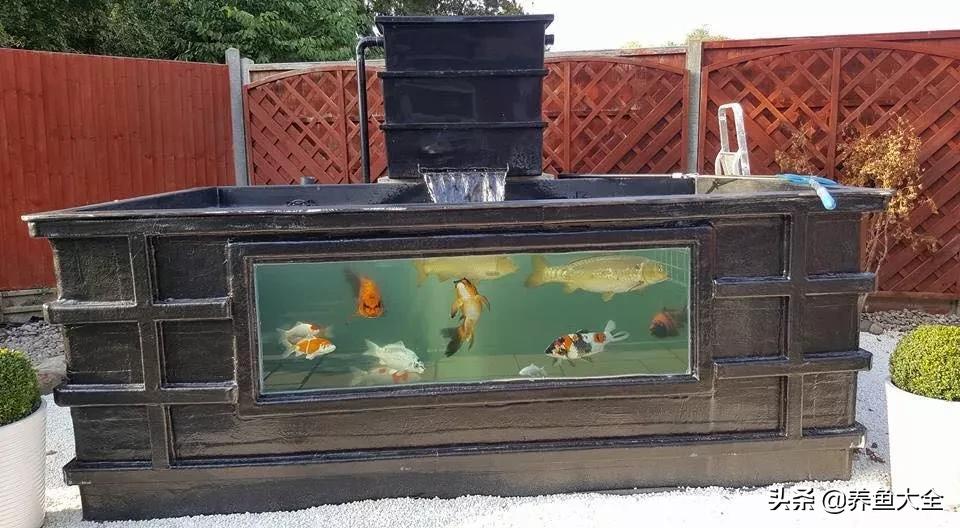 锦鲤新池如何养水,没有梦想的鱼