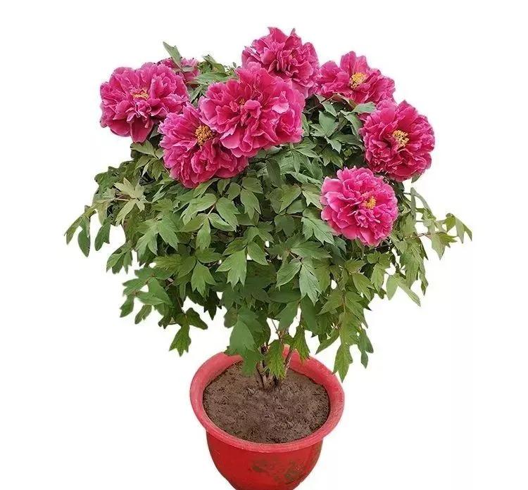 三月最适合种什么花？照着下面养准不会错！好养又好看，满屋飘香