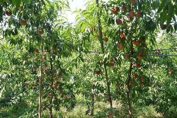 桃树习性及栽培技术的详细介绍,桃树是怎么培育新品种的