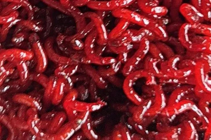 自己养的金鱼捞出来放到河里,为什么钓回来的金鱼自来水养不活