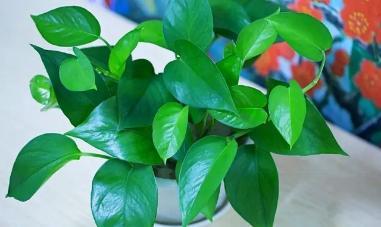 夏天绿萝叶子突然发黄怎么办,绿萝夏天两个月不在家怎么浇水