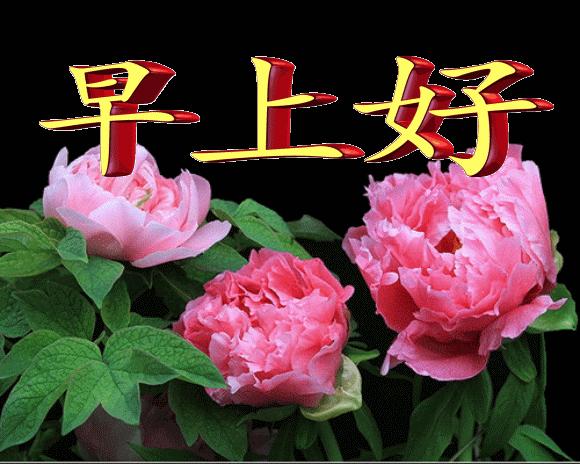 最新微信早安问候图片大全,最美早安问候动态表情图片大全