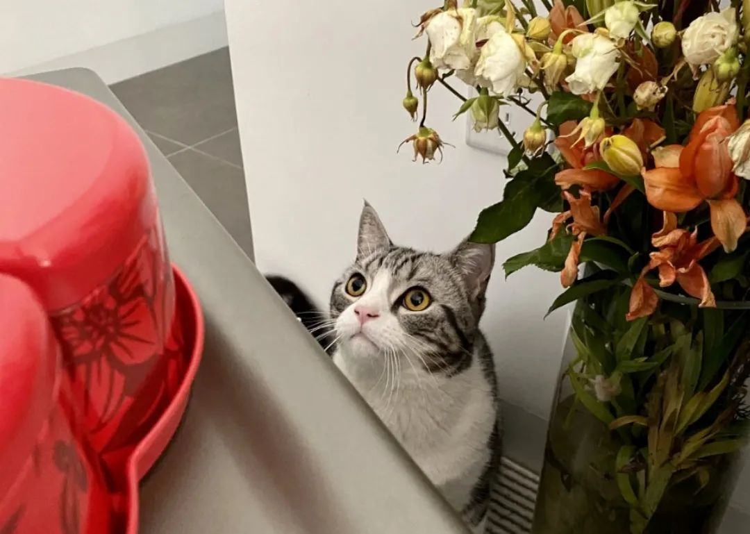 佛山女子与男友、男友妈弟住76㎡，养一猫还要工作室，装修绝了