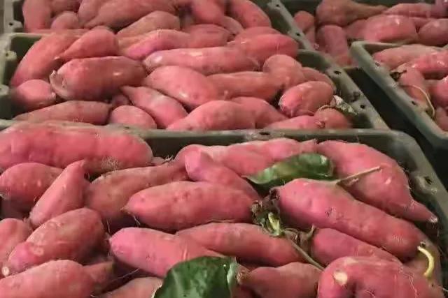 红薯怎么保存才能保鲜不烂,红薯怎样储存不发芽不坏