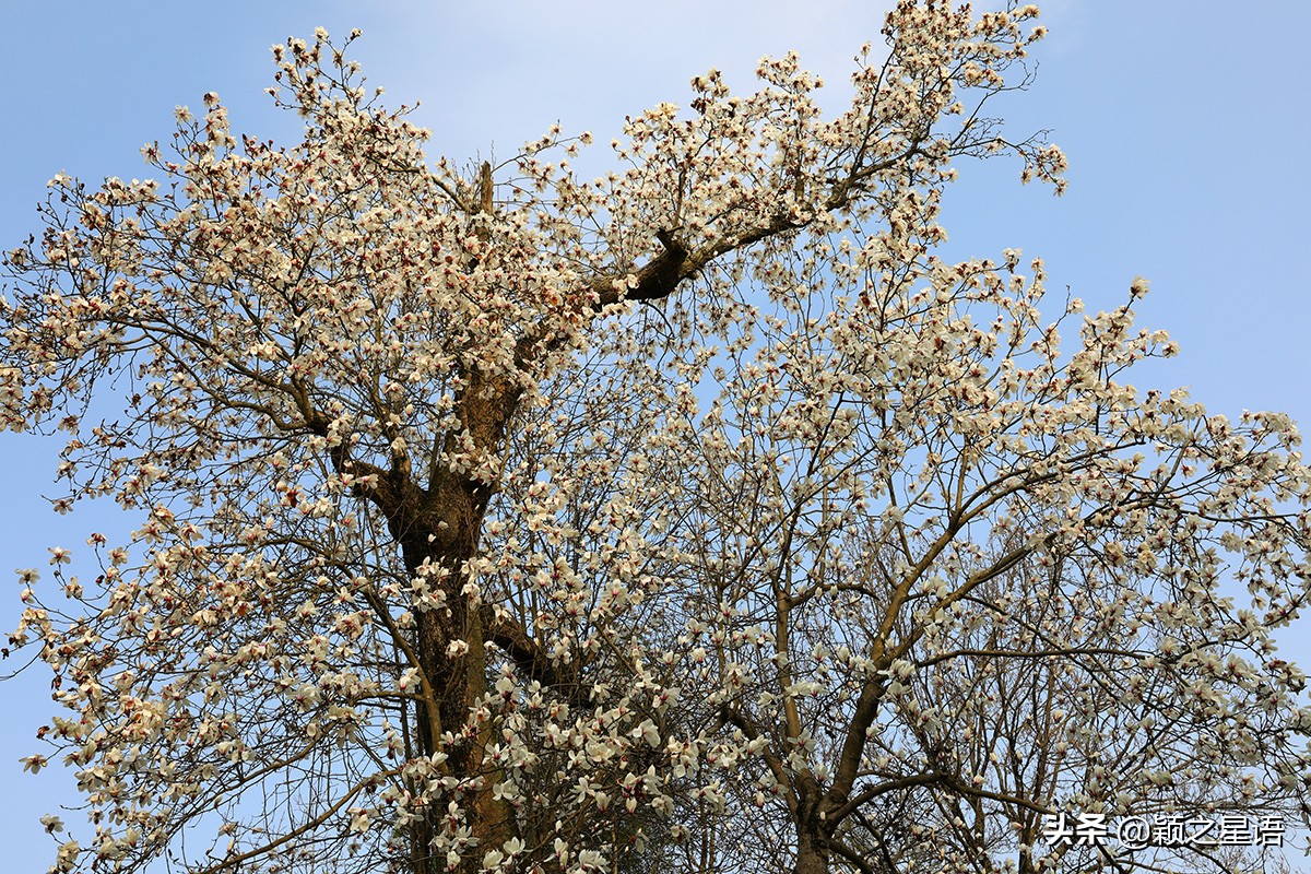 500年玉兰树,枯木逢春一树繁花