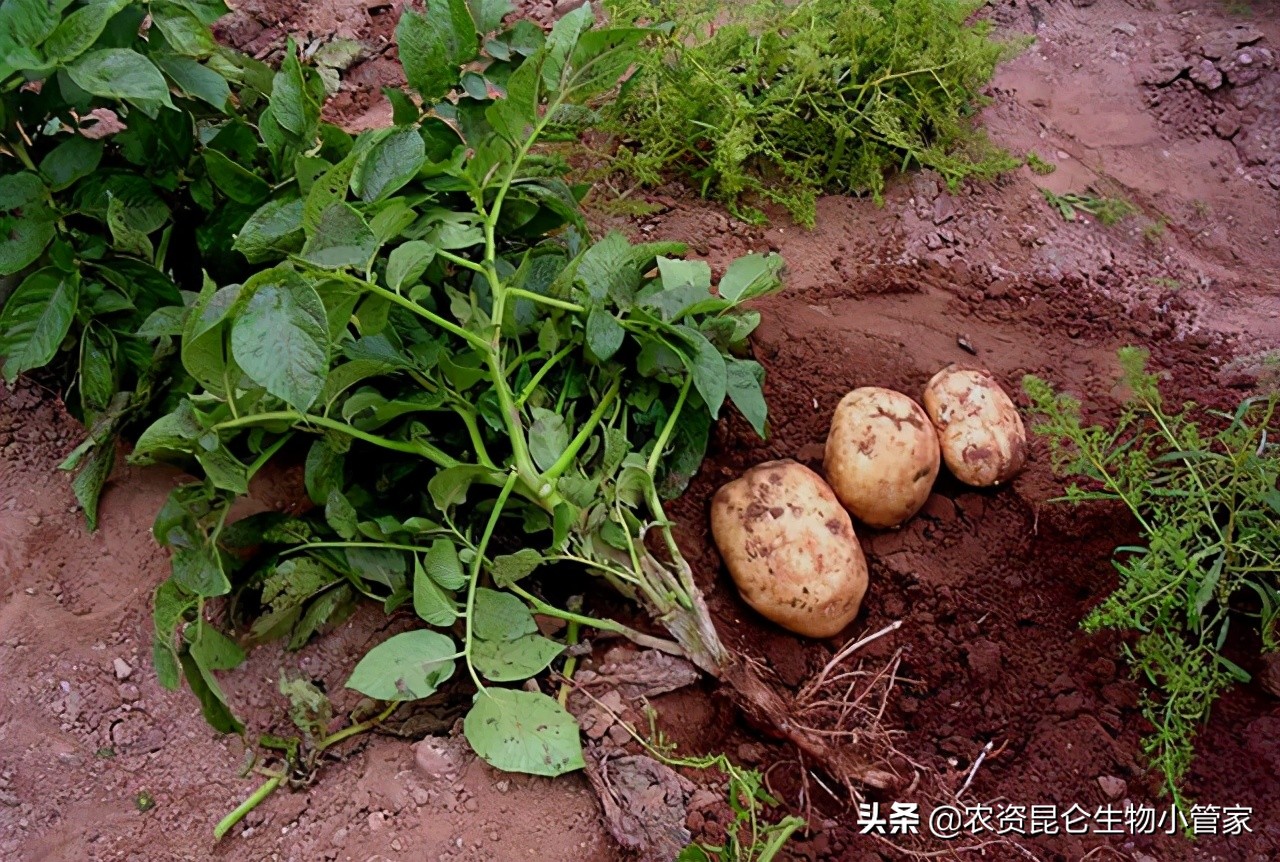 土豆的根腐病怎么防治,土豆死苗烂根如何处理