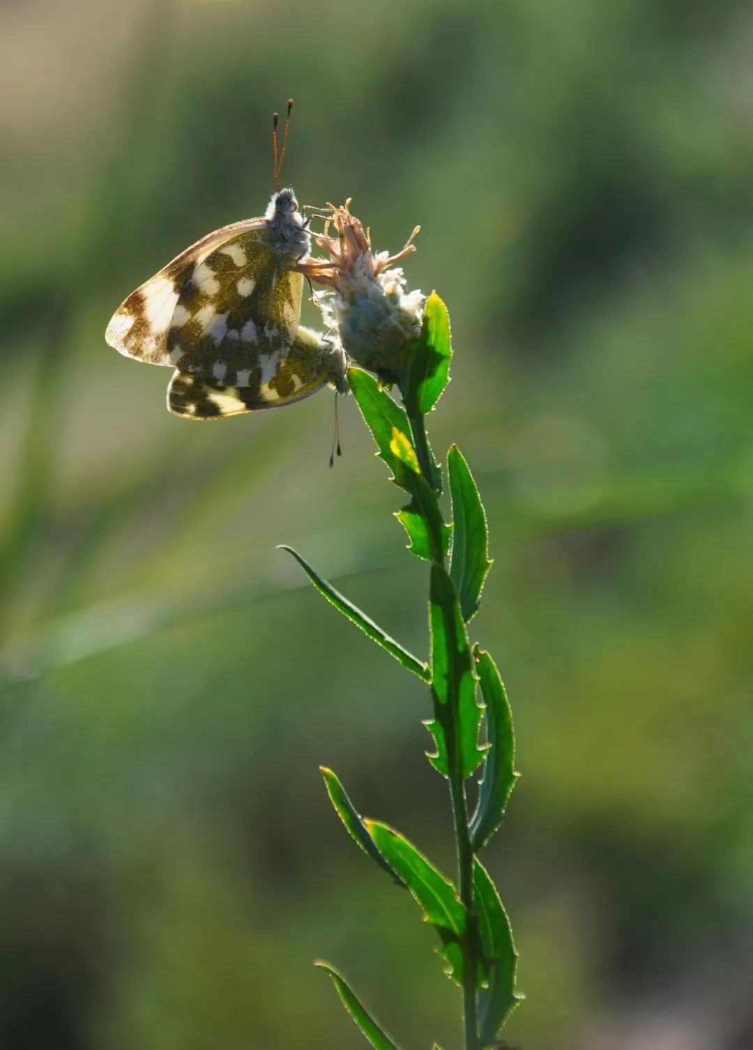 *疆新**的蝴蝶，惊世骇俗