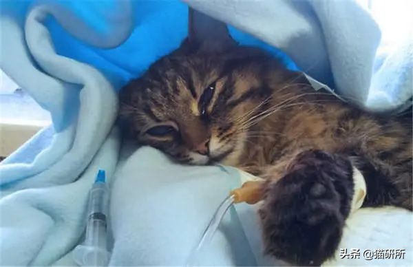 如何挑选一只健康的小猫咪,怎样快速得到小猫咪