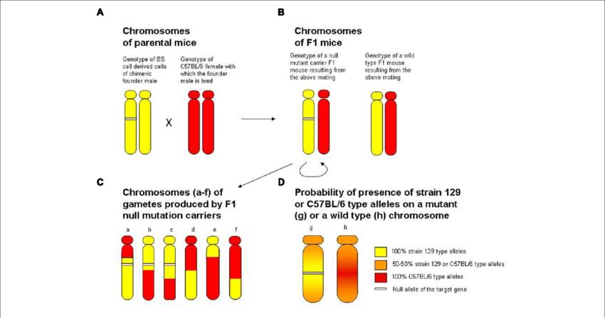 关于左撇子的12个有趣事实,左撇子为什么很多人觉得奇怪
