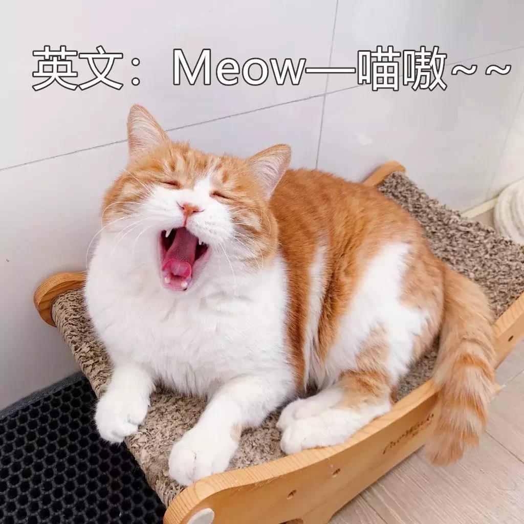 本国的猫可以听懂外国的猫叫吗 (中国的猫听得懂外国猫的叫声吗)
