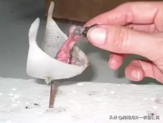 泰国燕窝和马来西亚哪个好,泰国燕窝马来燕窝外表差别