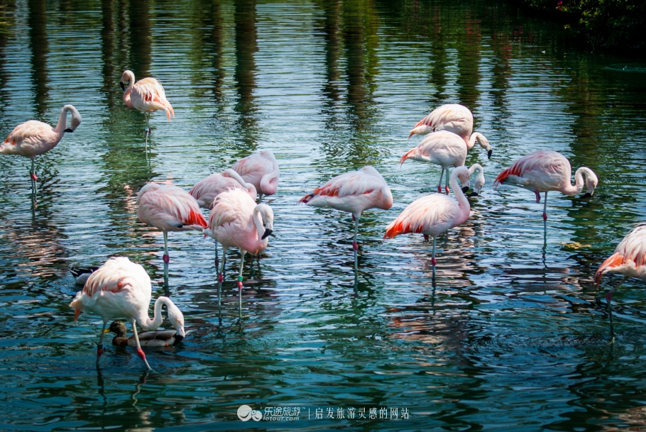 奥巴马卸任以后做什么工作,奥巴马卸任后做什么