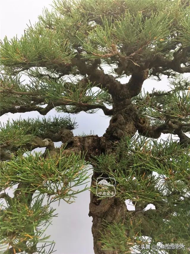 杂木盆景也毫不逊色,杂木盆景值钱吗