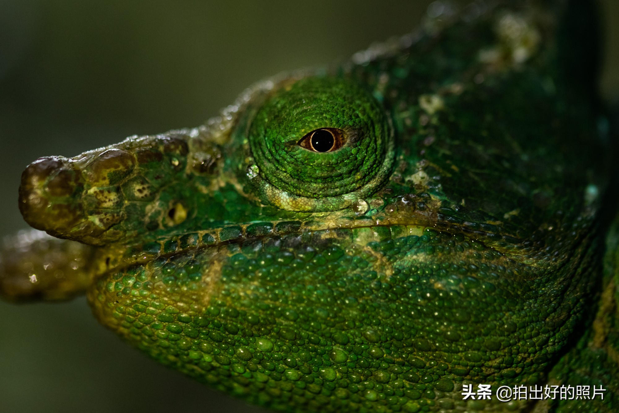 拍摄微距照片有什么技巧,微距摄影都拍什么