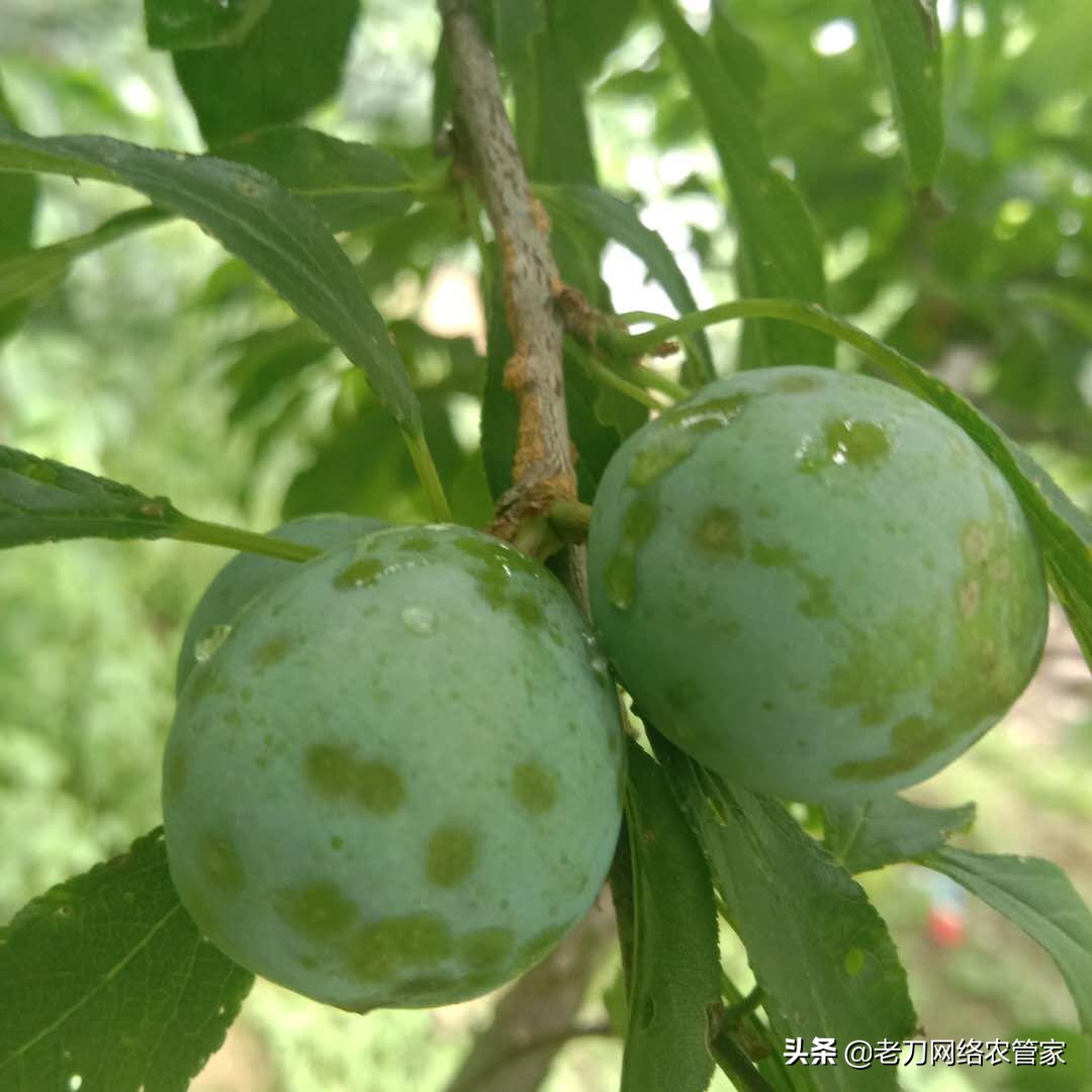 芸豆果实炭疽病的防治,李子树炭疽病和褐腐病防治