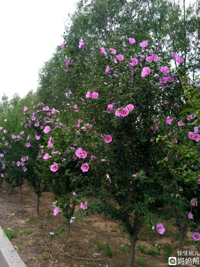 什么是木槿花朝开暮落,木槿花真的朝开暮落吗